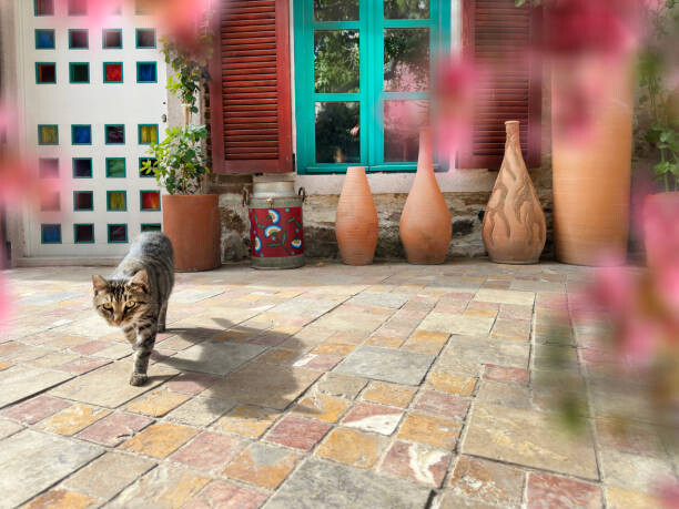 Αφίσα Cute domestic cat by house front door
