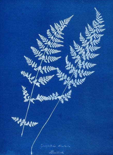 Αφίσα Cyanotype of Cystopteris dentata, 1853