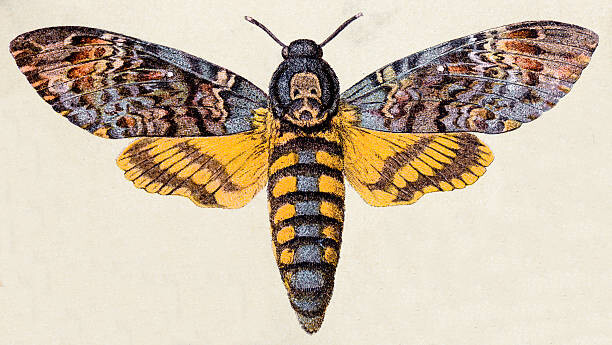 Αφίσα Death's-head Hawk moth , insect animals
