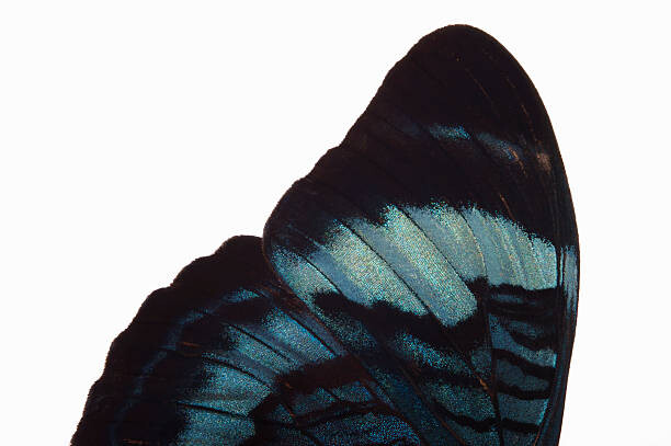 Αφίσα Detail of butterfly wing , side