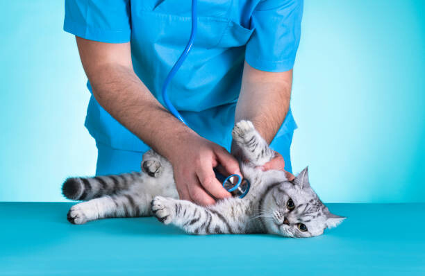 Αφίσα Domestic Cat Medical Exam