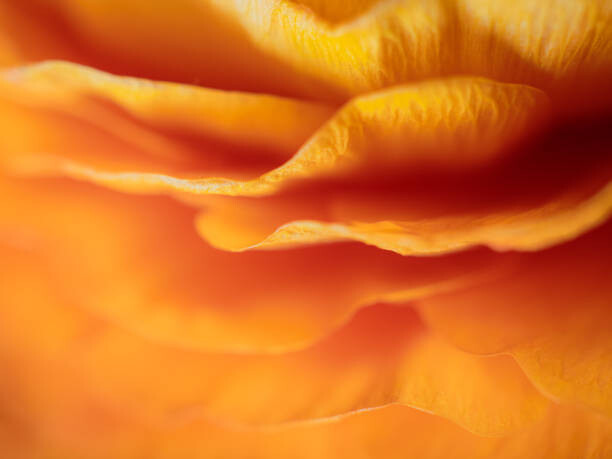 Αφίσα Dreamy Macro Orange Peony 6