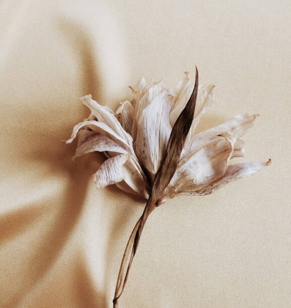 Αφίσα dry flower lily close up on beige silk  background . macro flower.Minimal floral card. Fine art poster