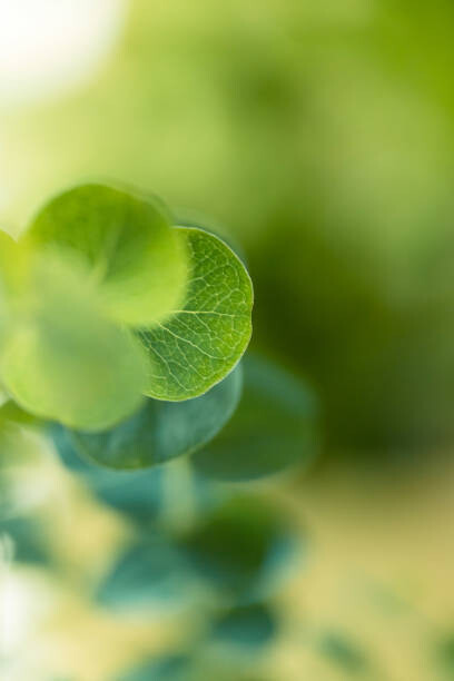 Αφίσα Eucalyptus