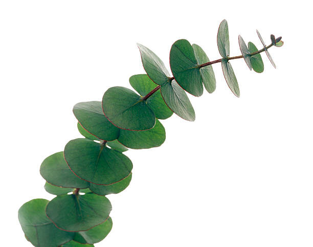 Αφίσα Eucalyptus leaves