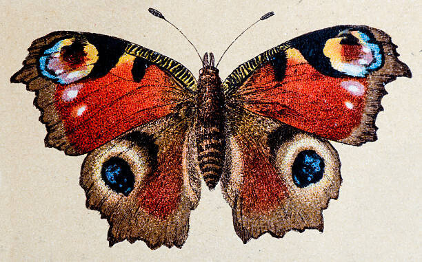 Αφίσα European Peacock , insect animals antique