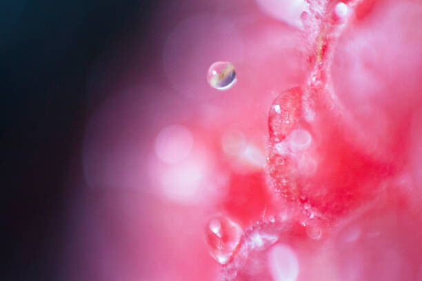 Αφίσα Extreme close-up of raspberry