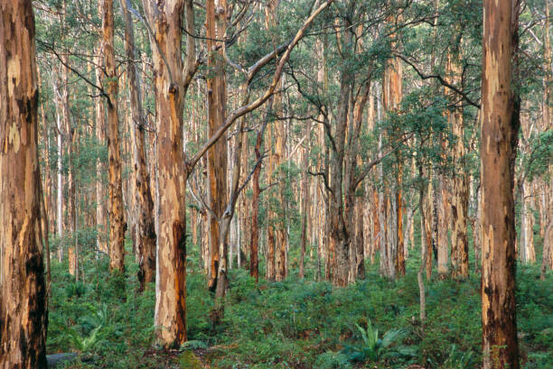 Αφίσα Forest of Eucalyptus Trees