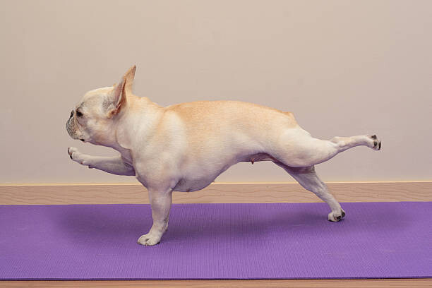 Αφίσα French Bulldog in Yoga Pose -