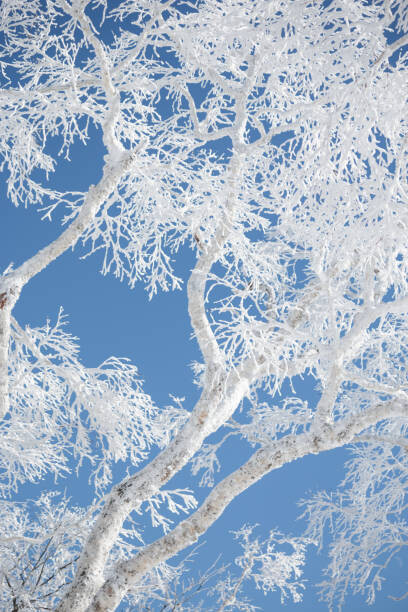 Αφίσα Frost covered branches against blue sky