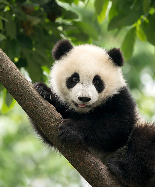 Αφίσα Giant Panda baby cub in Chengdu area, China