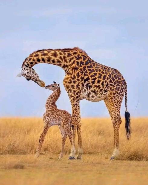Αφίσα Giraffes