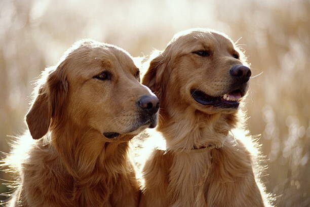 Αφίσα GOLDEN RETRIEVER DOGS