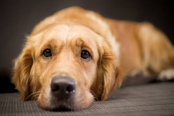 Αφίσα Golden Retriever looking sad
