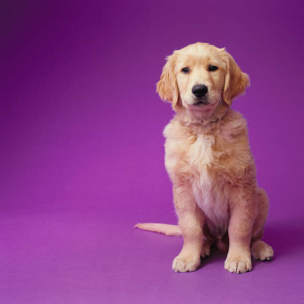 Αφίσα Golden Retriever Puppy