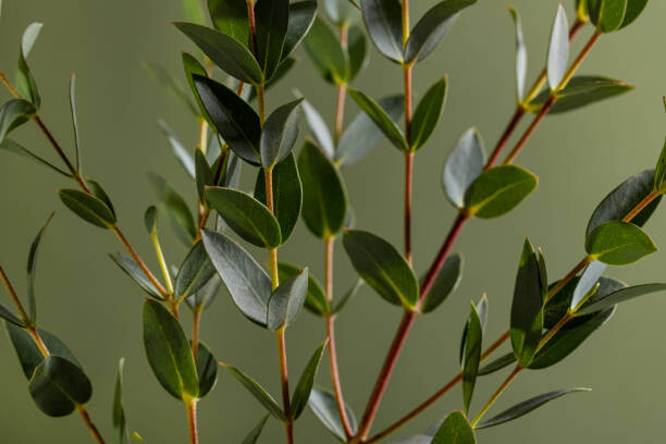 Αφίσα Green eucalyptus branches on dark background