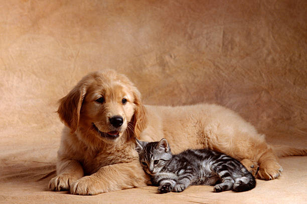 Αφίσα Kitten Leaning Against Golden Retriever Puppy