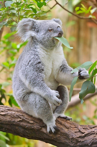 Αφίσα Koala, Phascolarctos cinereus