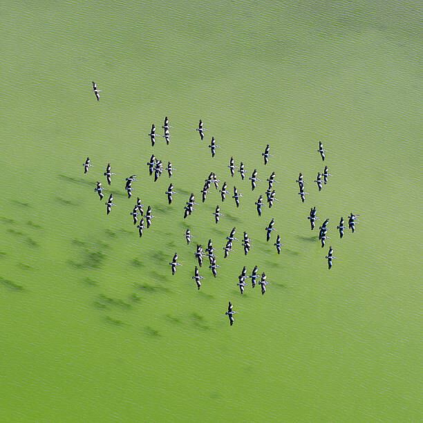 Αφίσα Lake Eyre Aerial Image