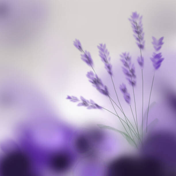Αφίσα Lavender bouquet on purple background. Digital