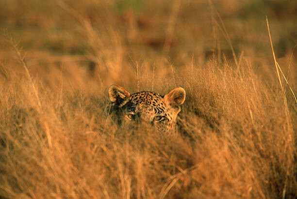Αφίσα Leopard (Panthera pardus) hiding in grass, Africa