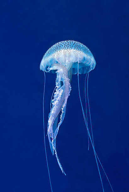 Αφίσα MAUVE STINGER