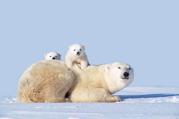 Αφίσα MOTHER POLAR BEAR WITH CUBS, CANADA