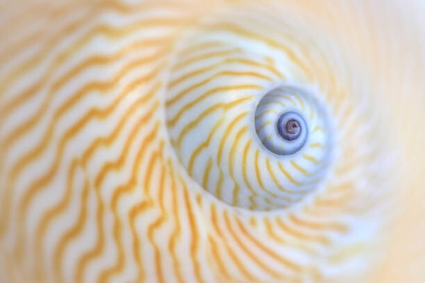 Αφίσα Natica Lineata or moon snail macro