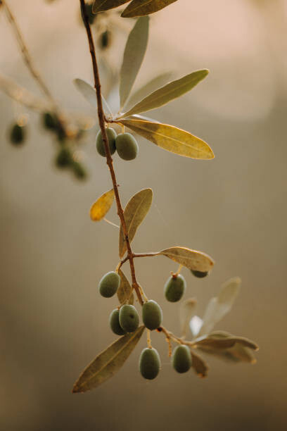 Αφίσα Olivenbäume Olivenplantage in der Toscana Italien