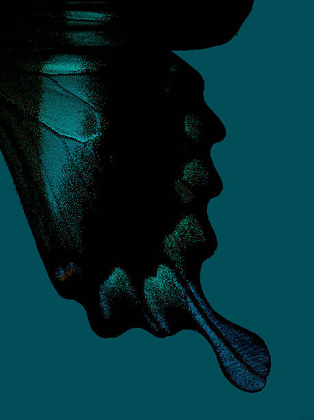 Αφίσα Part of butterfly wing on turquoise background