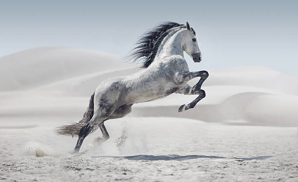 Αφίσα Picture presenting the galloping white horse