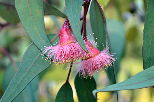 Αφίσα Pink gum tree (Corymbia) blossoms