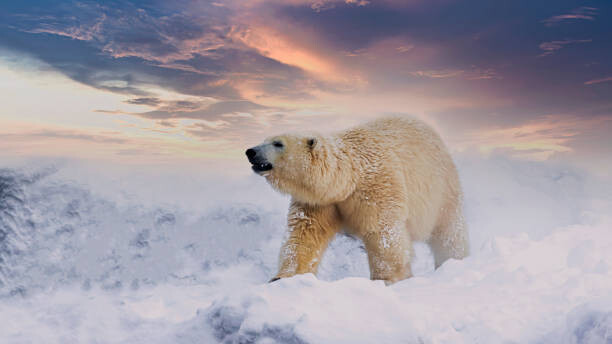 Αφίσα Polar Bear  enjoy playing in