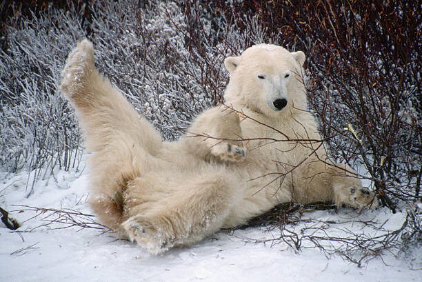 Αφίσα Polar Bear Lying in Snow