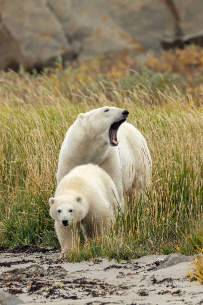 Αφίσα Polar Bear mother and cub, sow and cub