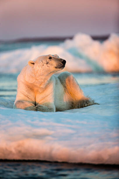 Αφίσα Polar Bear Resting on Sea Ice, Nunavut, Canada