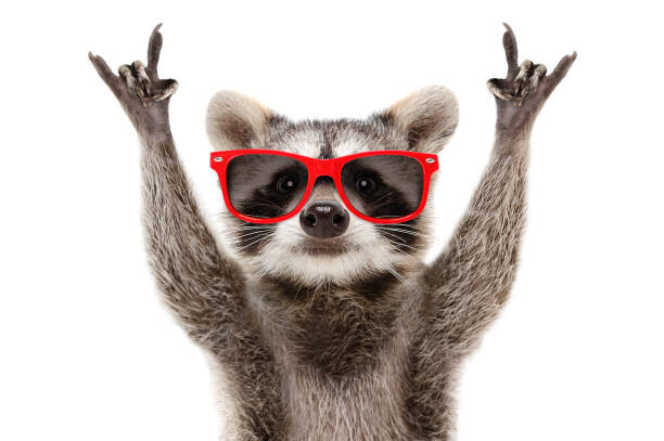 Αφίσα Portrait of a funny raccoon in