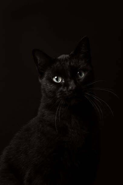 Αφίσα Portrait of black cat