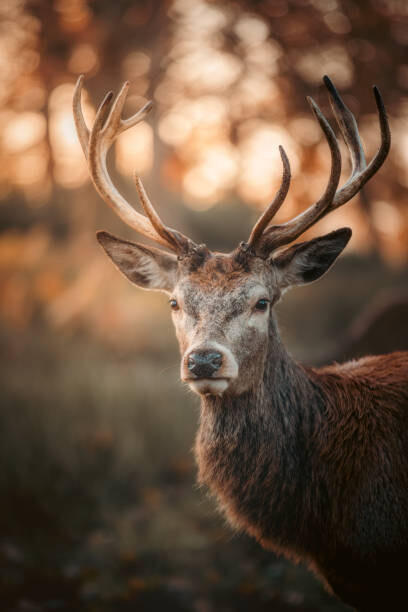 Αφίσα Red Deer Stag Portrait