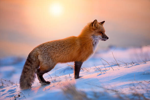 Αφίσα Red Fox In The Morning Sun