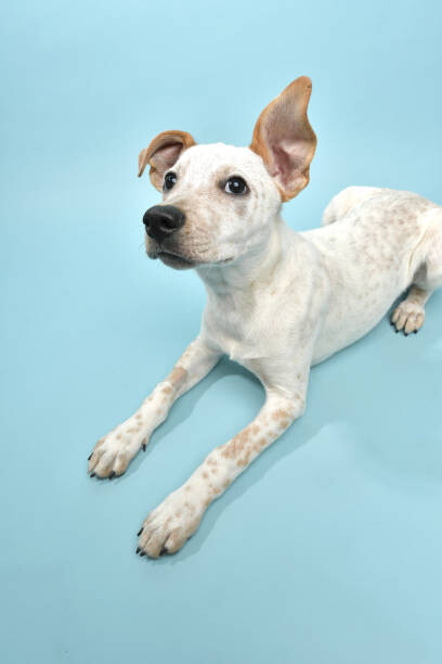 Αφίσα Rescue Animal - Cattle Dog mix puppy