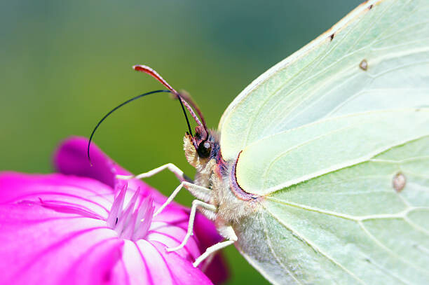 Αφίσα Small beauty.