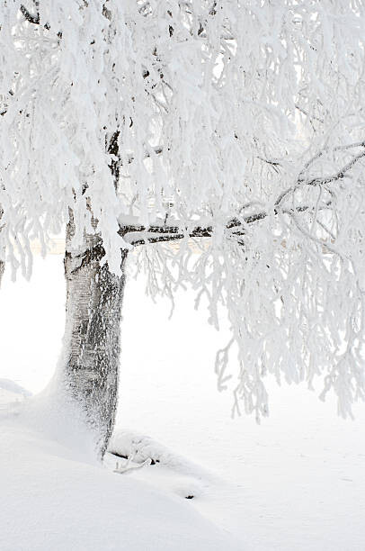 Αφίσα Snow and frost covered birch tree on riverbank