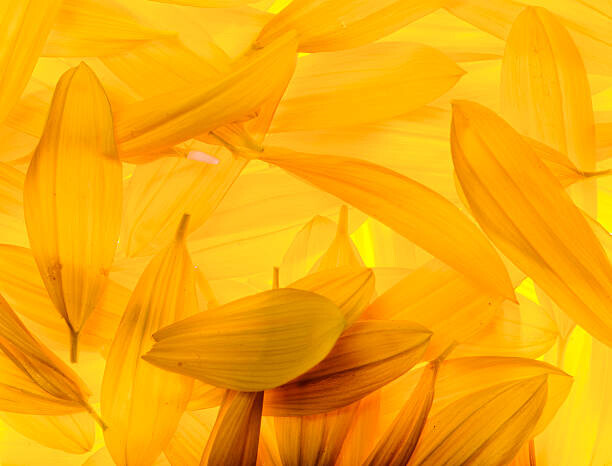 Αφίσα Sunflower petals