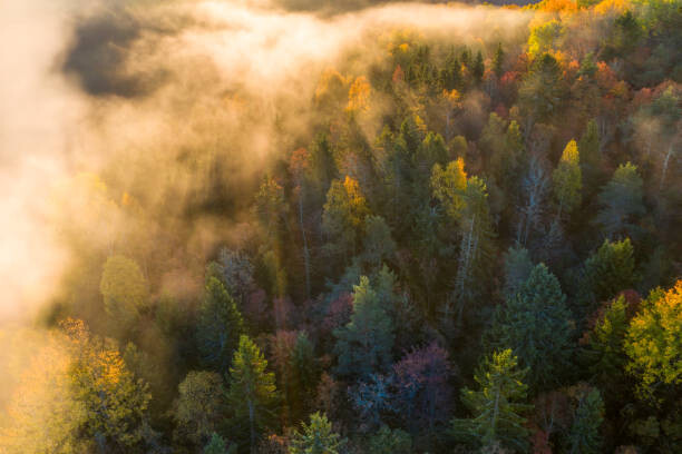 Αφίσα Sunrise and morning mist in the forest