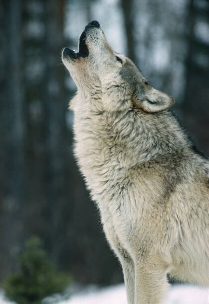 Αφίσα The Gray wolf, Canis lupus,