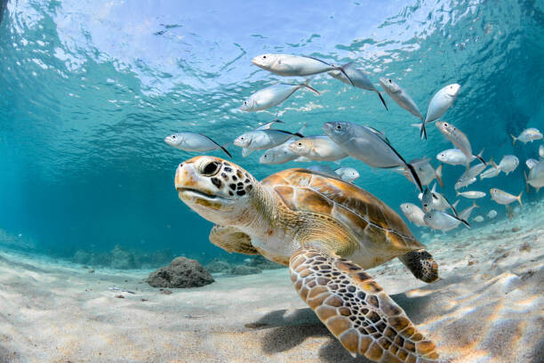 Αφίσα Turtle closeup with school of fish