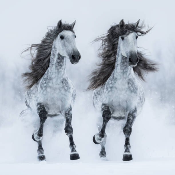 Αφίσα Two gray long-maned Andalusian horses run gallop
