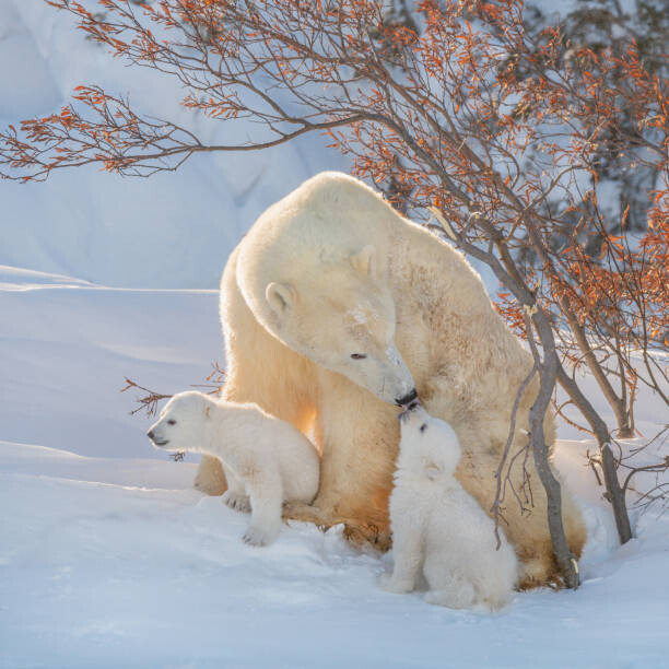 Αφίσα Two polar bears play fight,Wapusk National