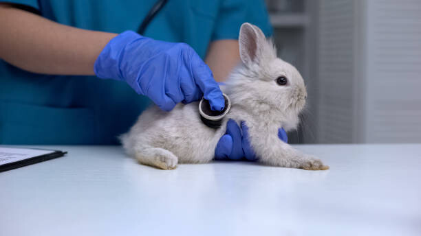 Αφίσα Vet listening rabbit stomach with stethoscope,
